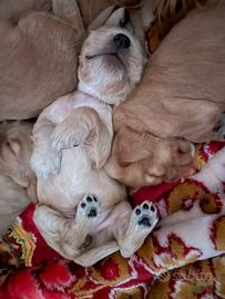 Cuccioli di cocker spaniel inglesi