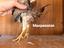 Immagine 3