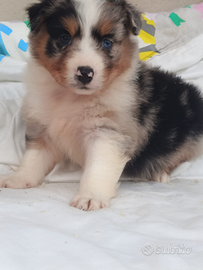 Pastore australiano con pedigree enci