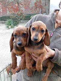 Cuccioli bassotto