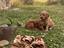 Immagine 6