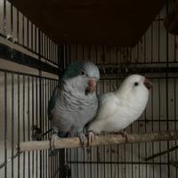 Coppia parrocchetti monaco