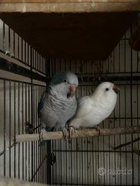 Coppia parrocchetti monaco