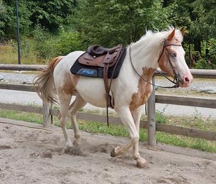 Cavallo per privati
