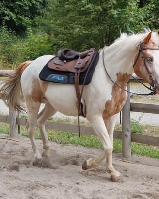Cavallo per privati