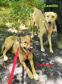 Cani adorabili in adozione