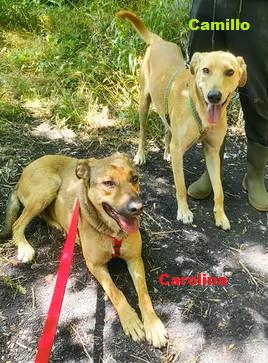 Cani adorabili in adozione