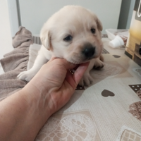 Labrador maschio