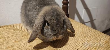 Coniglio ariete nano