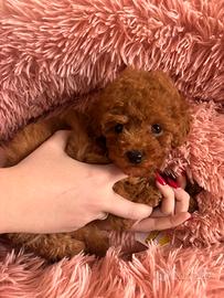 Barboncina tea cup/ mini Toy