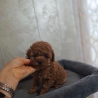 Perfetto Barboncino TOY ROSSO con PEDIGREE ENCI