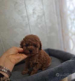 Perfetto Barboncino TOY ROSSO con PEDIGREE ENCI