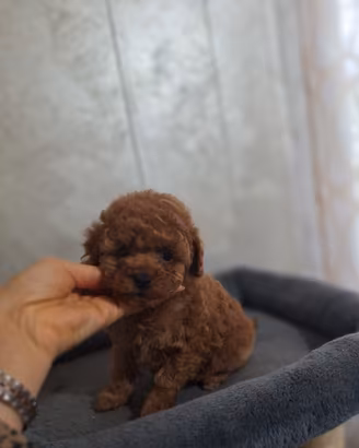 Perfetto Barboncino TOY ROSSO con PEDIGREE ENCI