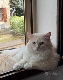 Gatto SIBERIANO per monta accoppiamento di razza
