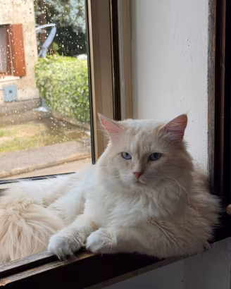Gatto SIBERIANO per monta accoppiamento di razza