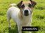 Immagine 6