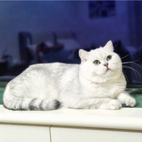 Gatto British per accoppiamento monta scottish