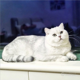 Gatto British per accoppiamento monta scottish