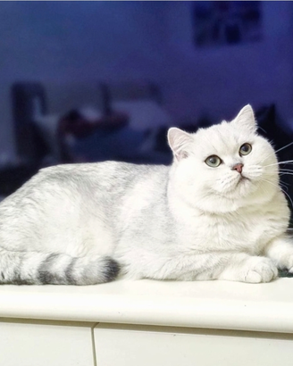 Gatto British per accoppiamento monta scottish