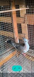 Tortora Australiana Ciuffata 
