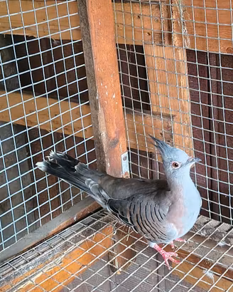 Tortora Australiana Ciuffata 