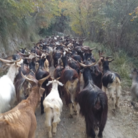 Gruppo di capre nostrane da vita