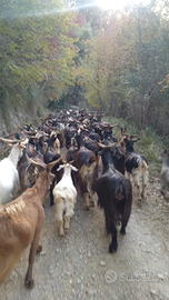 Gruppo di capre nostrane da vita