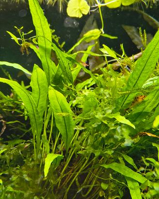 mix piante acquario