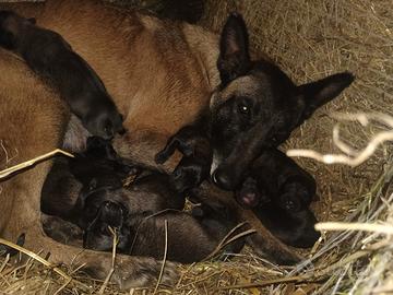 Pastore belga malinois