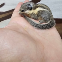 Scoiattolini tamiops