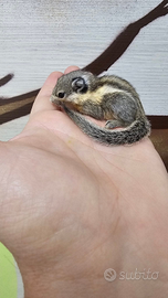 Scoiattolini tamiops