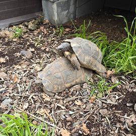 Coppia Tartaruga Marginata Sarda