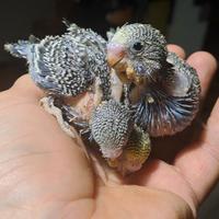 Cocorite allevati a mano