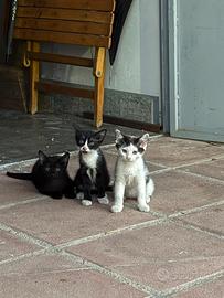 Gattini