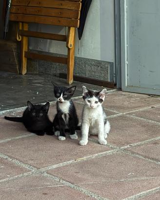 Gattini