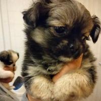 Cucciola di Chihuahua Toy