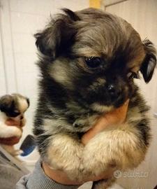 Cucciola di Chihuahua Toy