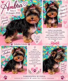 Colorful yorkshire terrier