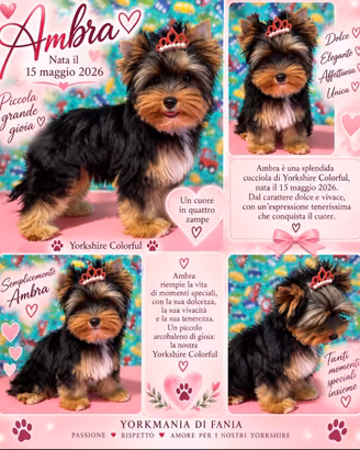 Colorful yorkshire terrier