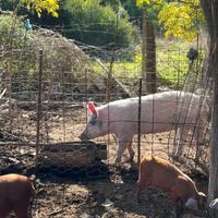 Scrofetta per asina femmina anche piccola