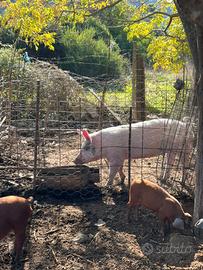 Scrofetta per asina femmina anche piccola