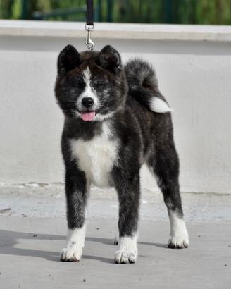 Cucciola Akita inu Tigrata - Allevamento Enci