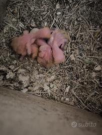 Pulli inseparabili allevati a mano