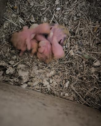 Pulli inseparabili allevati a mano