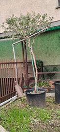 Alberi Ulivo in vaso