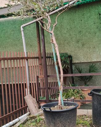 Alberi Ulivo in vaso