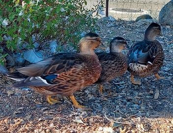 Anatroccoli Call duck