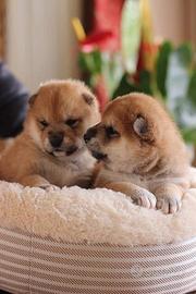 Super cuccioli di shiba Inu con pedigree Enci