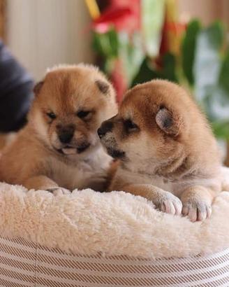 Super cuccioli di shiba Inu con pedigree Enci
