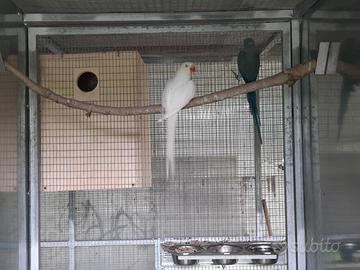 Parrochetti dal collare